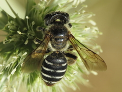 Andrena variabilis