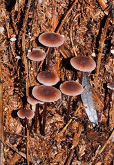 Mycena vinacea