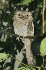 Batrachostomus moniliger