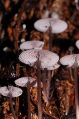 Mycena vinacea