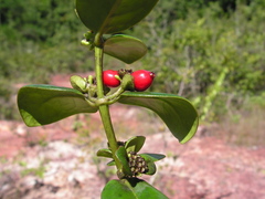 Salzmannia nitida