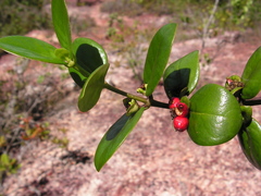 Salzmannia nitida