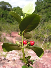 Salzmannia nitida