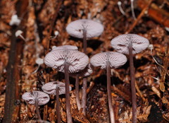 Mycena vinacea