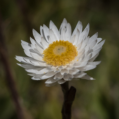 Helichrysum bellum