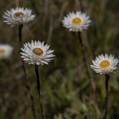 Helichrysum bellum