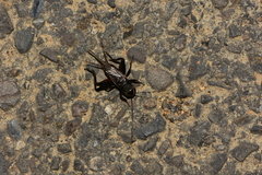 Teleogryllus occipitalis