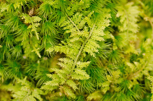 Thuidium delicatulum
