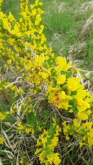 Chamaecytisus ruthenicus