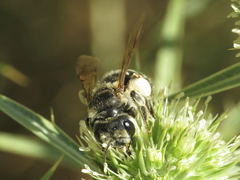 Andrena variabilis