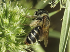 Andrena variabilis