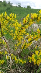 Chamaecytisus ruthenicus