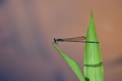 Pseudagrion indicum