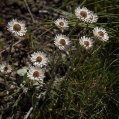Helichrysum bellum