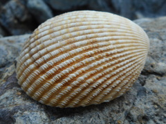 Vasticardium pectiniforme