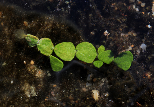 Image of Halimeda cuneata by (c) Wynand Uys, some rights reserved (CC BY)