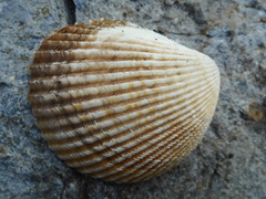 Vasticardium pectiniforme
