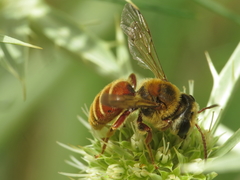 Andrena variabilis