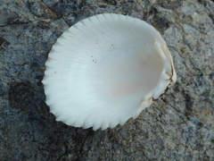 Vasticardium pectiniforme