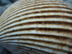 Vasticardium pectiniforme