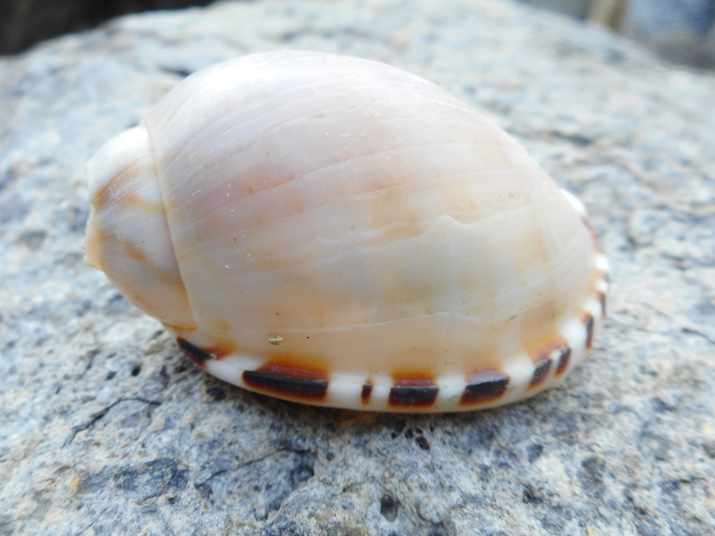 Atlantic casmaria