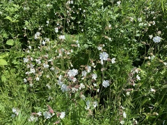 Silene latifolia
