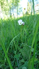 Cardamine pratensis
