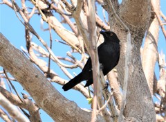 Aplonis striata striata