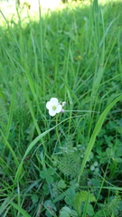 Cardamine pratensis
