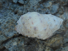 Rapaninae