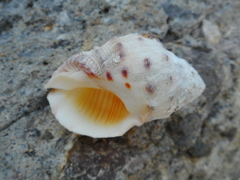 Rapaninae