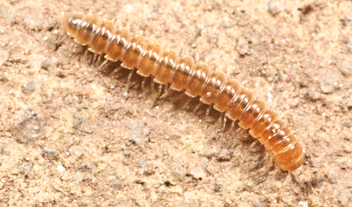 Greenhouse Millipede photo 3