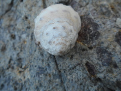 Rapaninae