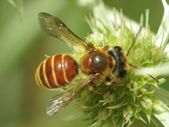 Andrena variabilis
