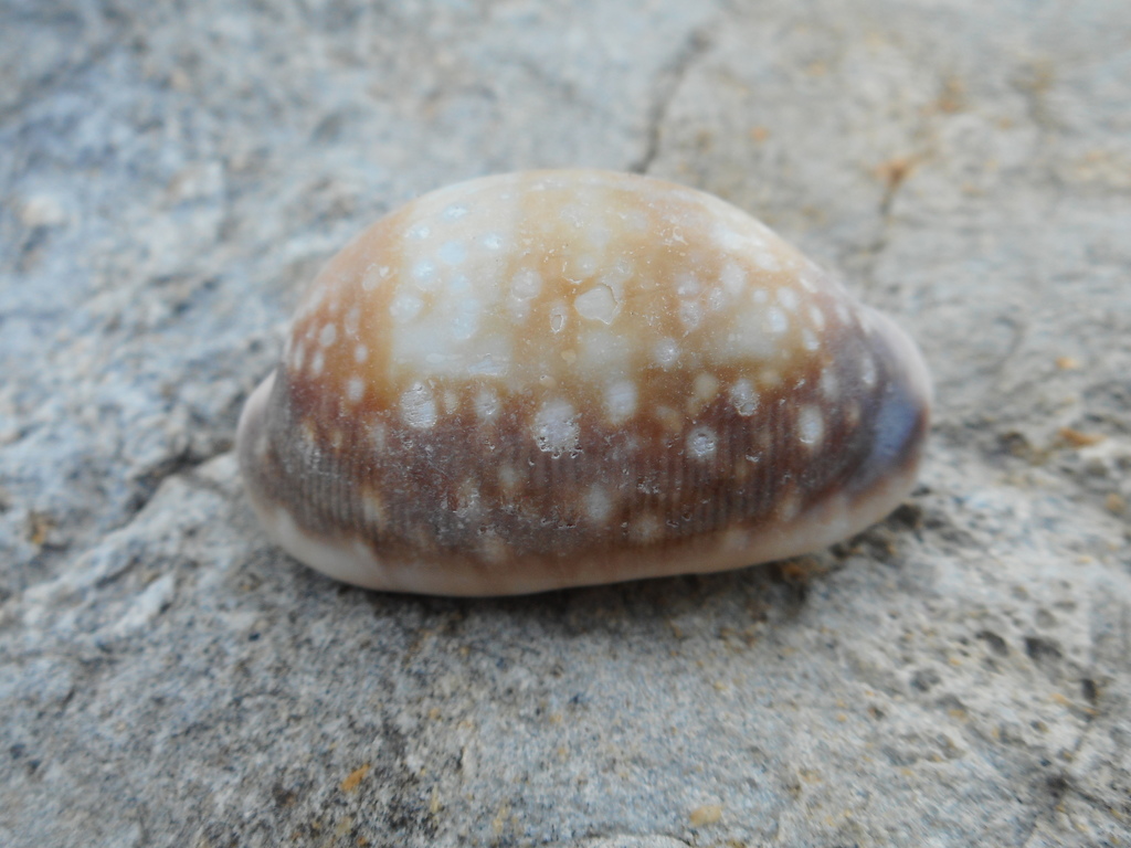 Calf Cowry