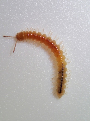Greenhouse Millipede, photo 10 of 10