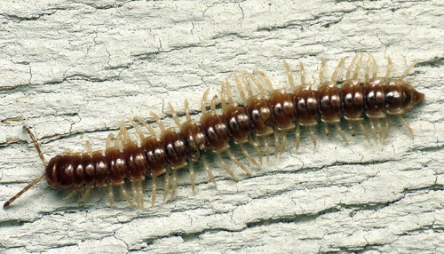 Greenhouse Millipede, photo 8 of 10