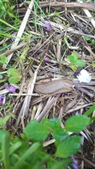 Arion fasciatus