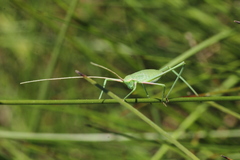 Acrometopa macropoda