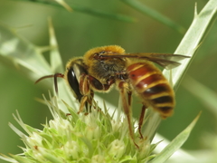 Andrena variabilis