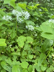 Allium ursinum