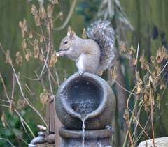 Sciurus carolinensis