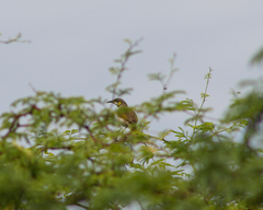 Territornis reticulata