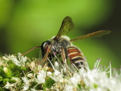 Andrena variabilis