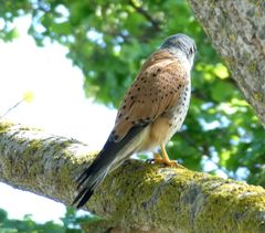 Falco tinnunculus