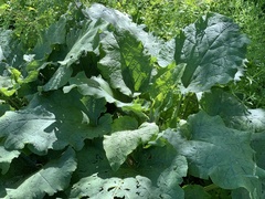 Arctium lappa