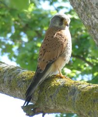 Falco tinnunculus