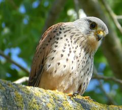 Falco tinnunculus