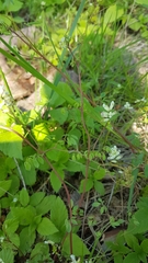 Ceratocapnos claviculata