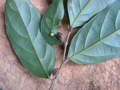 Piparea multiflora